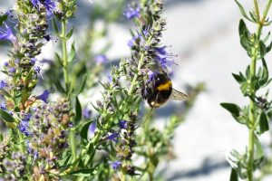 Ysop-mit-Hummel