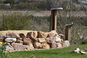 Dinetus-pictus-nisten