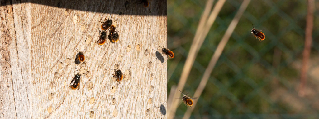 wildbienenhaus wildbienen nisthilfe wibinihi