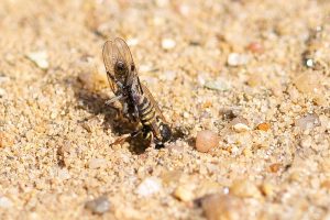 Oxybelus haemorrhoidalis