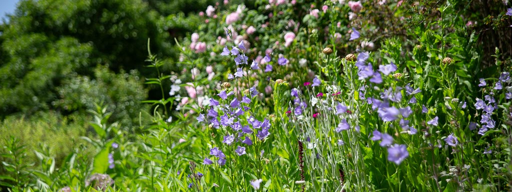 wildbienengarten positivbeispiel Dillenburg