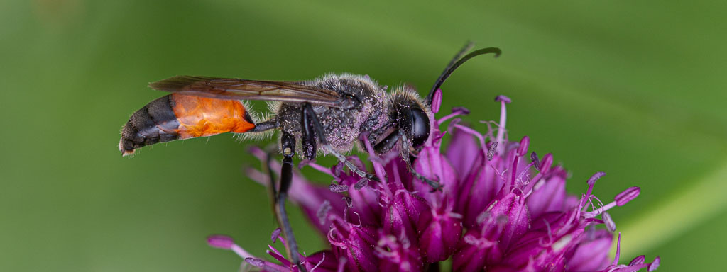grabwespen im garten