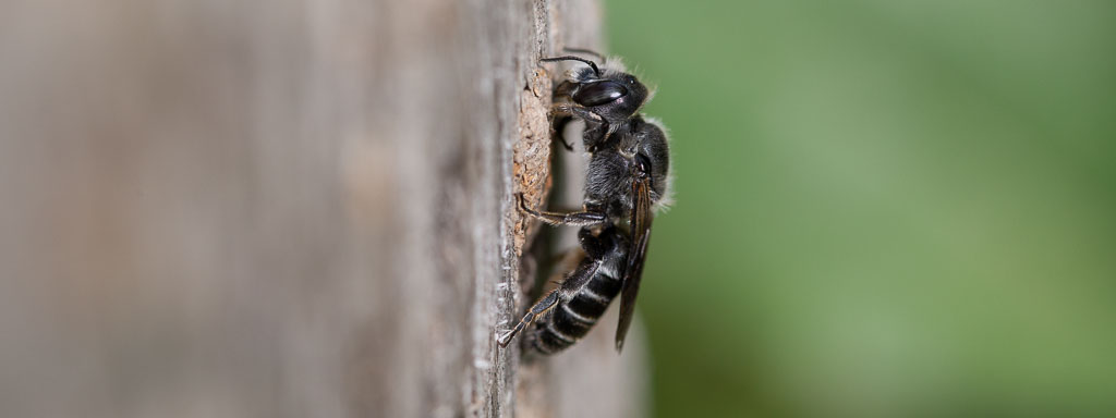 baumaterial und requisiten für wildbienen im garten