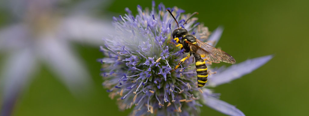 grabwespen arten im garten