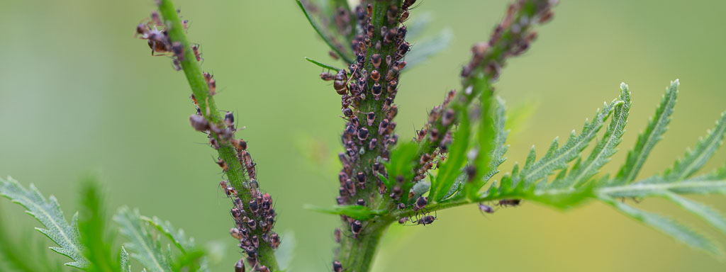 blattläuse fördern artenvielfalt im garten