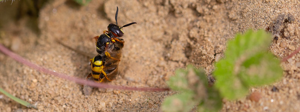 grabwespen ansiedeln und unterstützen im garten