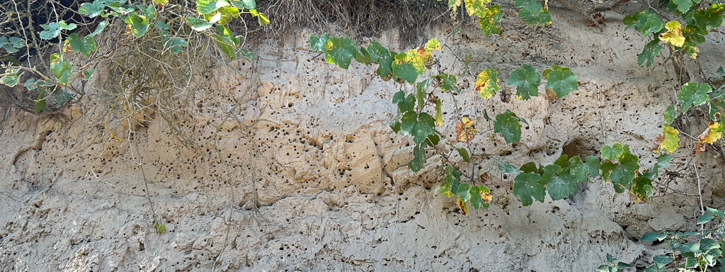 wildbienen im erdboden in der steilwand