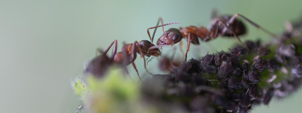 ameisen-arten im garten