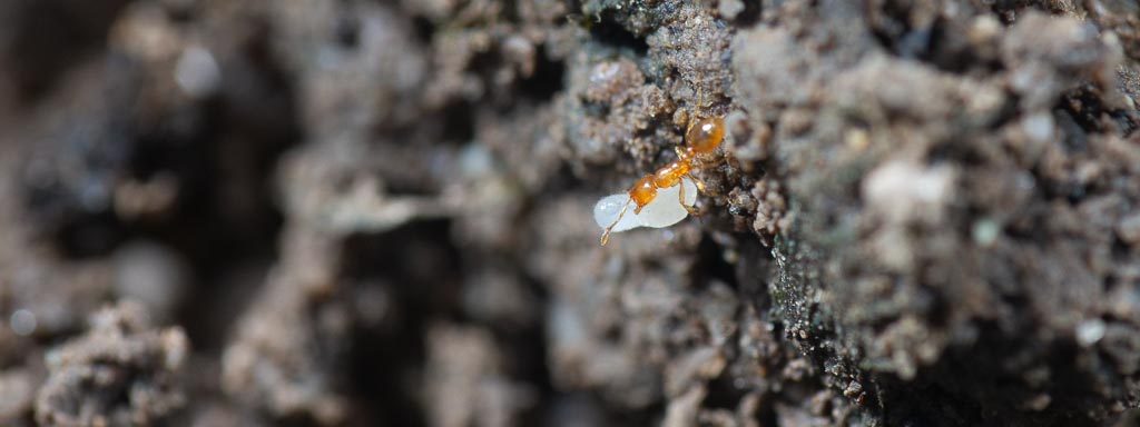 ameisen-arten im garten
