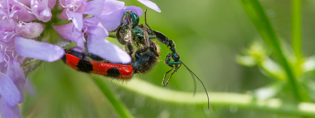käfer-arten im garten
