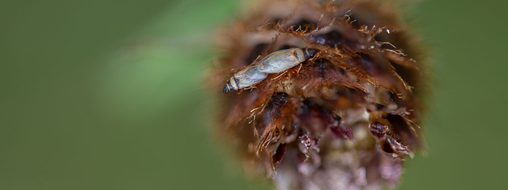 wanzen fördern und ansiedeln im garten
