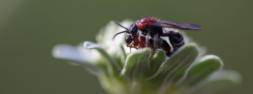 ameisenwespen im garten
