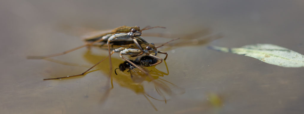 wanzen-arten im garten