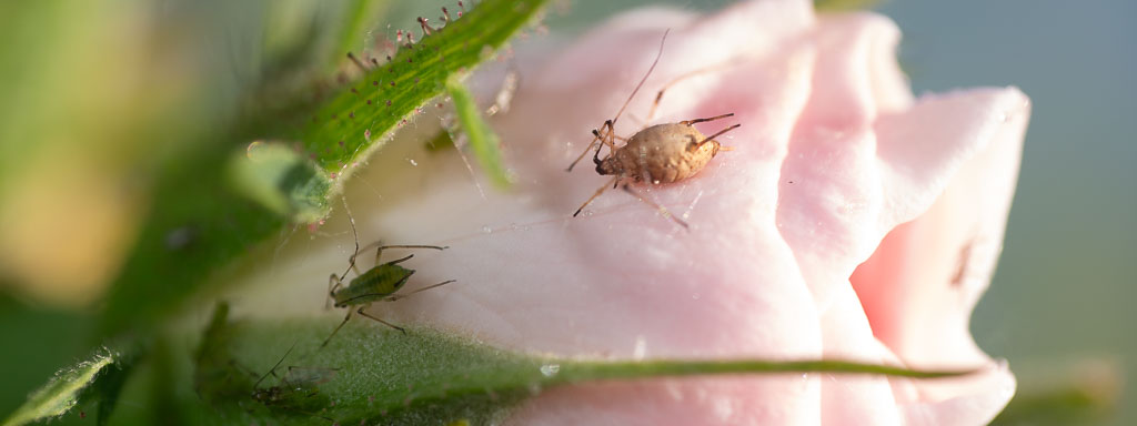 blattläuse im garten