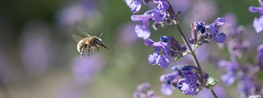 schnell und einfach maßnahmen für wildbienen