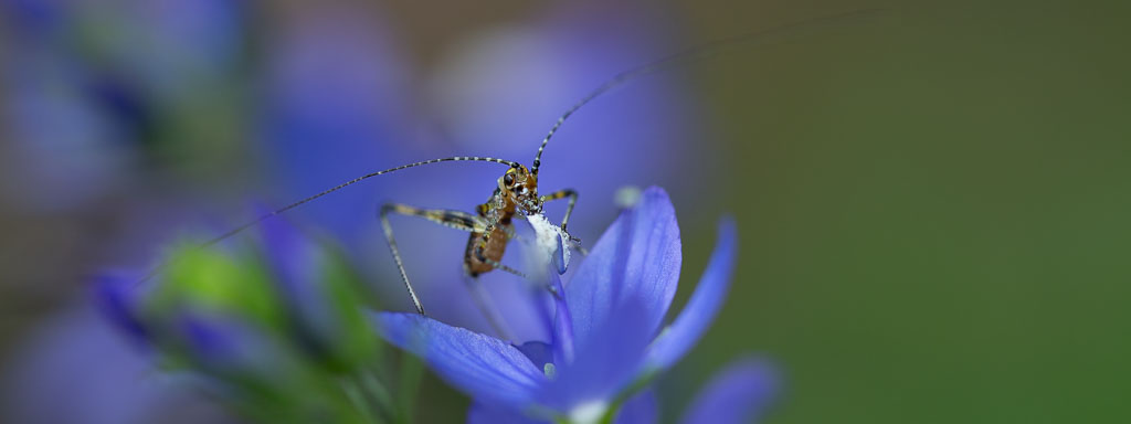 grashüpfer anlocken und ansiedeln im garten