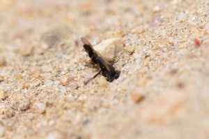 Fliegenspießwespe cf Oxybelus bipunctatus