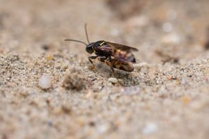Gorytes laticinctus Zikadenjäger
