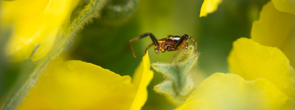spinnen anlocken und ansiedeln im garten
