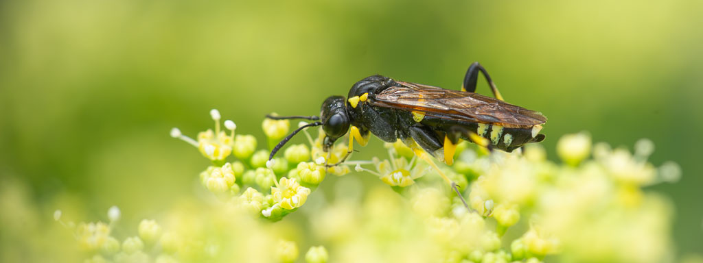 pflanzenwespen im garten