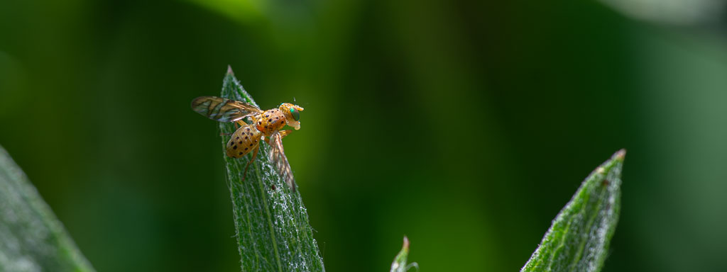 fliegen unterstützen und fördern im garten