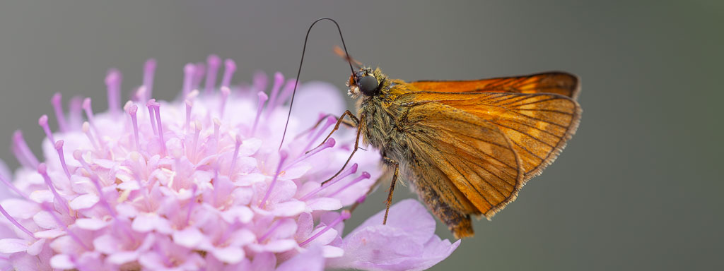 tagfalter-schmetterling-arten im garten