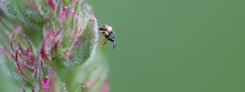 Käfer-arten im garten