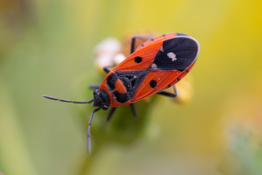 Weißpunkt-Bodenwanze Melanocoryphus albomaculatus