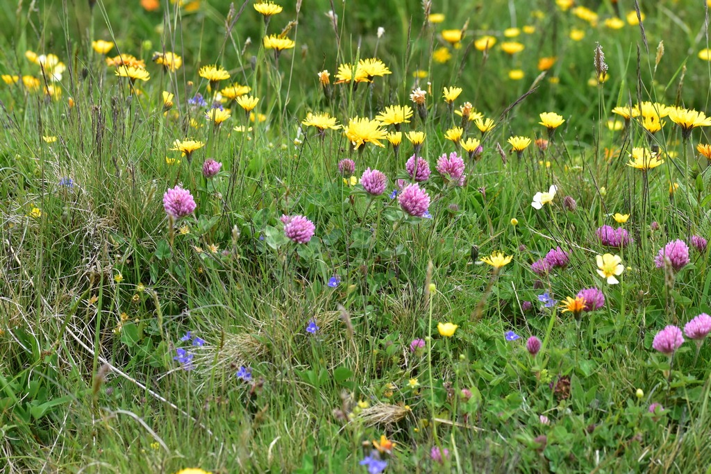 künstliches dekogras Künstliches Gras 90 cm mit weißen Blüten Kunstgras Dekogras Kunstpflanze  künstliche Pflanze im Topf main image 0