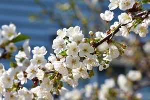 Kirschbaum-extrafloraler-nektar