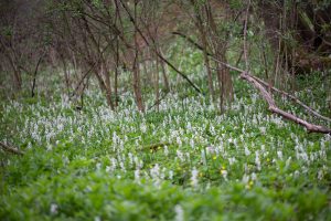 Ameisen-Wald-hohler-Lerchensporn