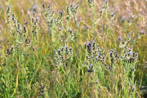 Anchusa-arvensis-fuer-insekten