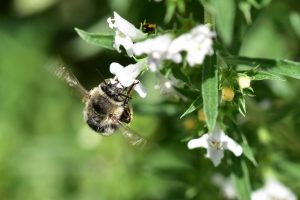 Bergbohnenkraut-wildbienen
