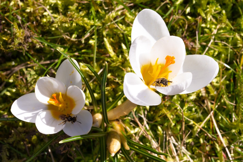 Schmalbienen-februar