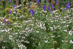 Wildbienengarten-Der-Ackerschwarzkuemmel