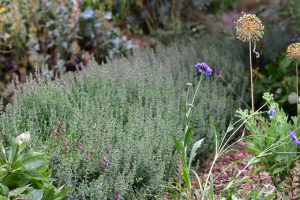 Wildbienengarten-Der-Edelgamander-eignet-sich-als-Einfassung-Teucrium-chamaedrys