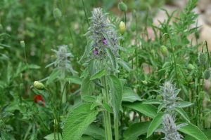 Deutscher-Ziest-fuer-wildbienen