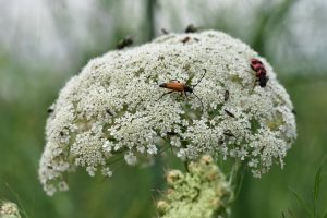 Wildbienengarten-Die-Wilden-Moehren