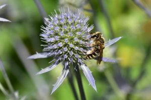 Wildbienengarten-Diese-Sandbiene-wahrscheinlich-die-seltene-Andrena-decipiens