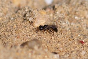 Diodontus-cf-minutus