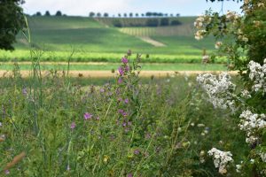 Wildbienengarten-grundstuecksgrenze