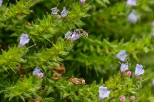 Echium-pininana-mit-natternkopfmauerbiene-osmia-adunca