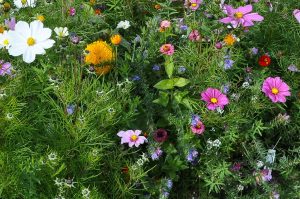 Echium-plantagineum-fuer-wildbienen