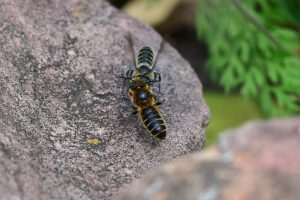 Echium-vulgare-fuer-osmia-adunca