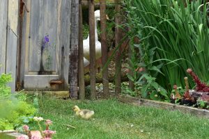 Wildbienengarten-Ein-Gartenabschnitt-ist-dem-Gefluegel-vorbehalten