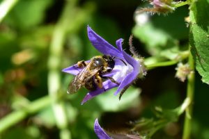 Wildbienengarten-Rahn-glockenblumen