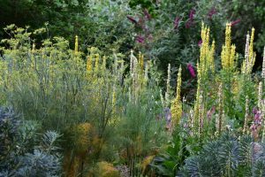 Wildbienengarten-Eines-der-insektenfreundlichsten-Beete-beinhaltet-grosse-Mengen-Fenchel-und-schwarze-Koengiskerze-Verbascum-nigrum