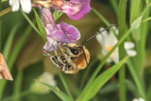 Eucera-nigrescens-in Dillenburg