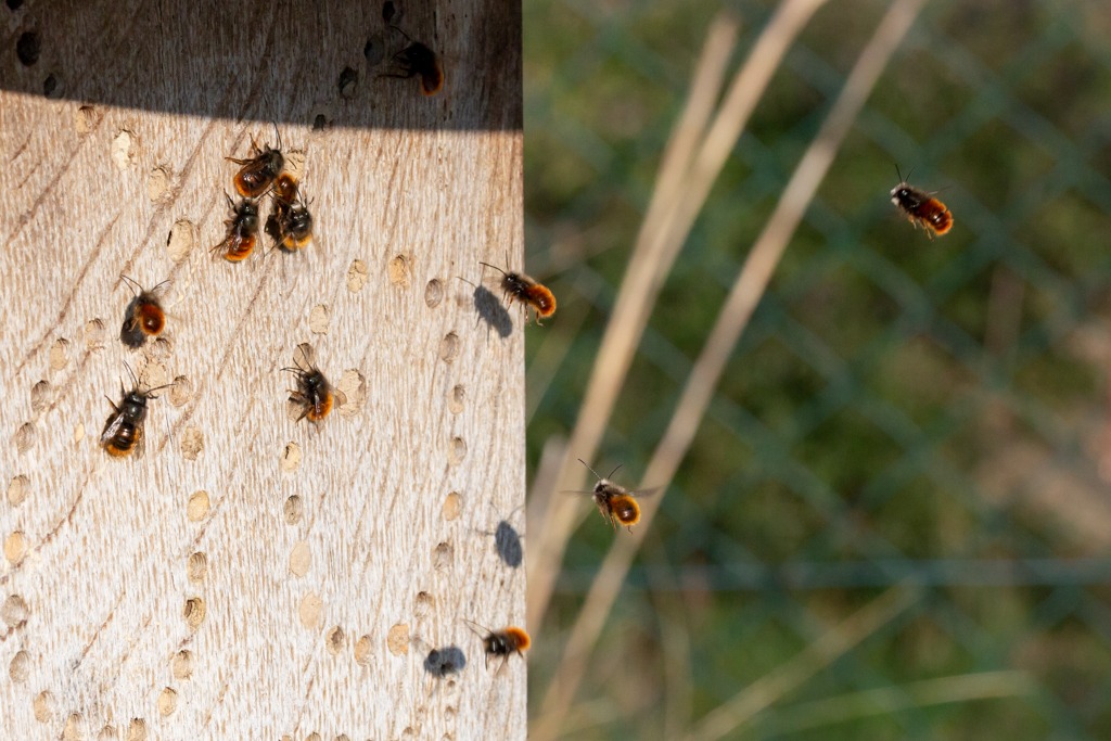 Frueher-Schlupf-Maennchen-Gehoernte-Mauerbiene
