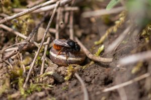 Wildbienengarten-Garten-Nix